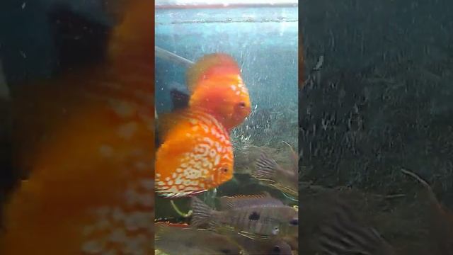 аквариумные рыбки дискусы и геофагусы #shorts смотреть онлайн