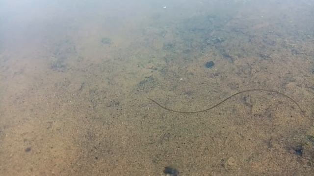 Волосатик - тип беспозвоночных животных, личинки которых ведут паразитоидный образ жизни смотреть онлайн