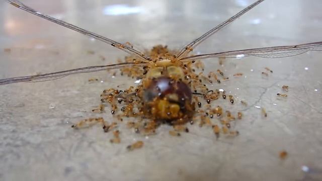 Dragonfly's Funeral смотреть онлайн