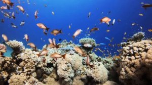 Коралловый риф.Wonderful Coral Reef Aquarium Fish 4K