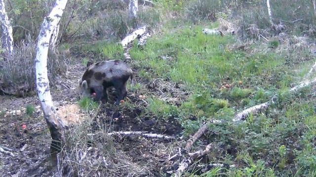Пятнистый кабанчик на кормушке. Фотоловушка HC801A смотреть онлайн