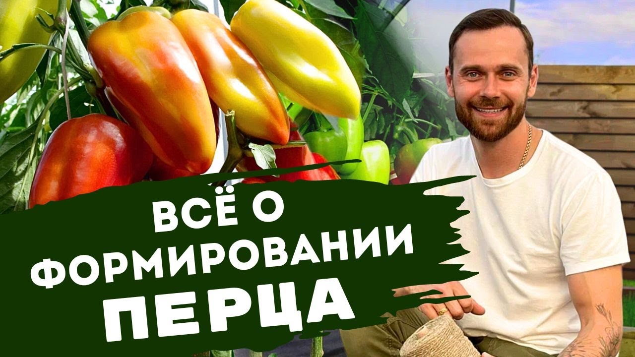 Как формировать перец в открытом и защищенном грунте. Про коронный цветок. Подкормки. Подвязка. смотреть онлайн