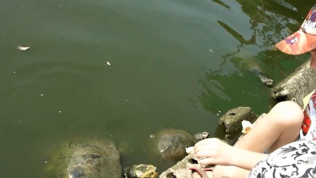 ? Что едят #черепахи? Наши черепахи едят хлеб! #Таиланд, Паттайя смотреть онлайн