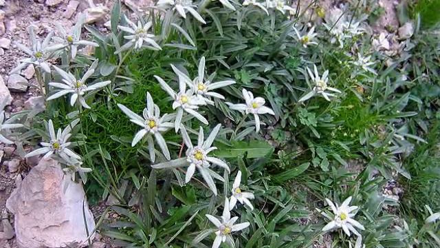 Edelweiss/Gustav Lange смотреть онлайн