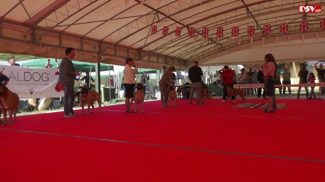 Raduno Bullmastiff Best Head, Movement, Brace, Breeders' Group смотреть онлайн