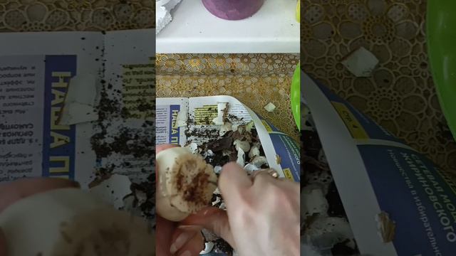 🌺Приключения ГНИЛОЙ луковки Гиппеаструма. смотреть онлайн