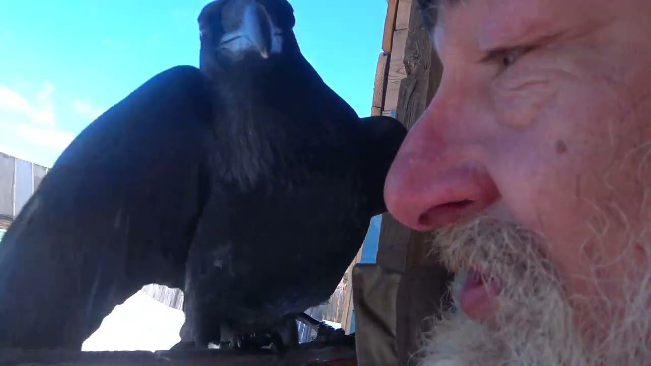 Как Кипа передразнивал друзей. смотреть онлайн