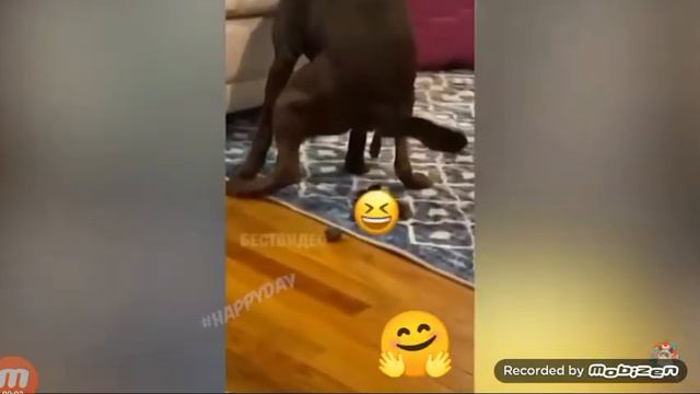 Артём давай купим сабачку смотреть онлайн