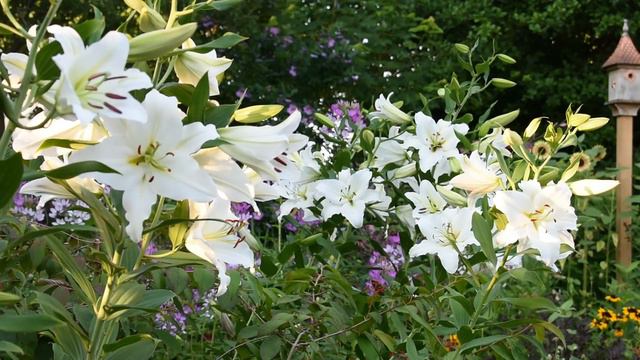5 MUST-GROW LILIES!!! Northlawn Flower Farm смотреть онлайн