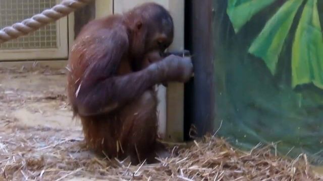 Cмешные обезьяны. Релакс видео! Funny Monkey! Без комментариев!