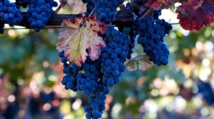 К чему снится ВИНОГРАД или видеть ВИНОГРАД во сне ★ Толкование Снов ★ СОННИК 3.0™