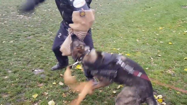 Атака на рукав. Дрессировка на охрану овчарка Гумберт смотреть онлайн