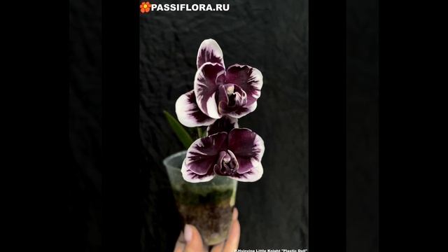 Hsinying little knight plastic doll смотреть онлайн