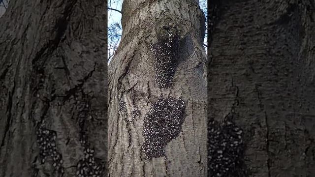 Клоп-пожарник на дереве. смотреть онлайн