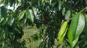 Черешня Крупноплодная черная 02.07.2023