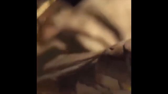 Watch What Happens When a Lion Cub Challenges Python...You Won't Believe What Happens Next! смотреть онлайн