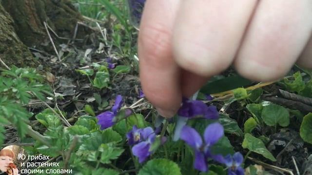 Сироп из цветов фиалки (фиалковый сироп). Сиропы из цветов. Viola Odorata