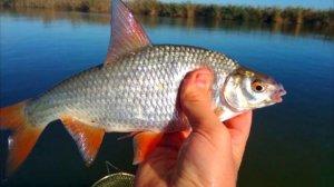 как отличить воблу от плотвы?