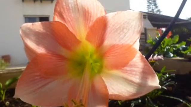 ЦВЕТЫ НА КИПРЕ. АМАРИЛЛИС В МОЕМ САДУ смотреть онлайн