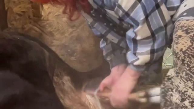 Рождение телёнка Джерсийской породы. смотреть онлайн