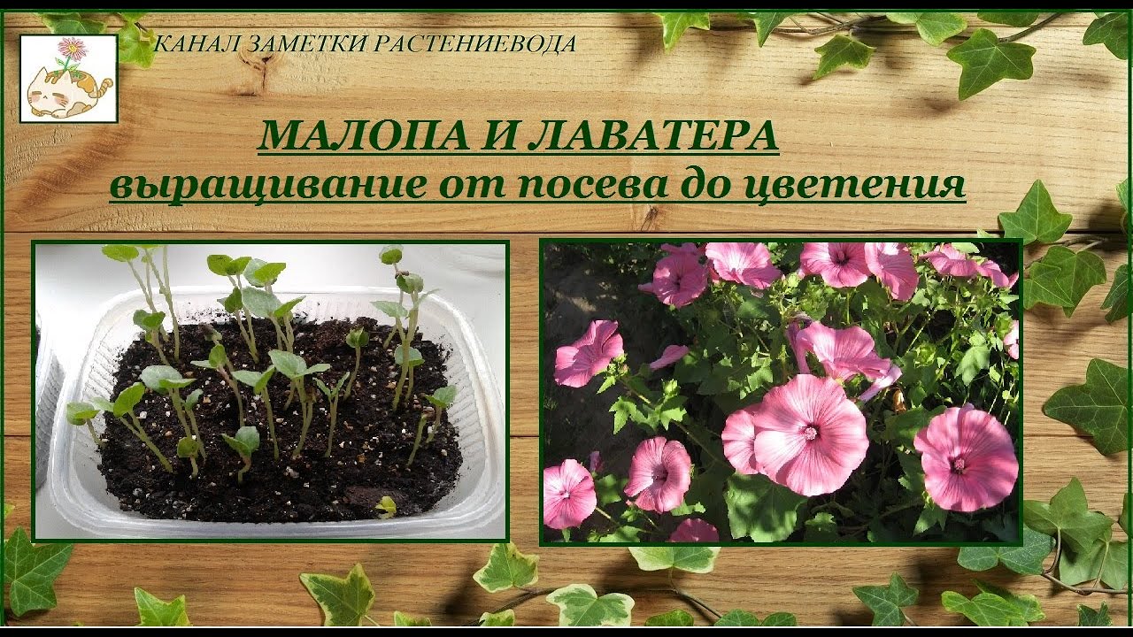 Малопа и Лаватера однолетняя - выращивание от посева до цветения смотреть онлайн