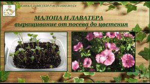 Малопа и Лаватера однолетняя - выращивание от посева до цветения