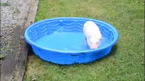 Funny Pigs ? ?  Cute and Awesome Pigs (Part 1) [Funny Pets]