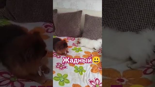 Померанские шпицы бывают жадными 😃 реально уникальная порода собак #шпиц #животный #почемусобака смотреть онлайн