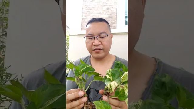 The Newest Variegation Of Epipremnum Aureum Pothos.