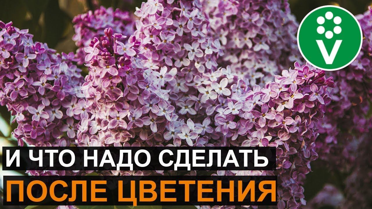 Как ухаживать за сиренью, чтобы она пышно цвела? смотреть онлайн