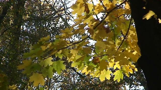 Осень.Рыжий лист кленовый смотреть онлайн
