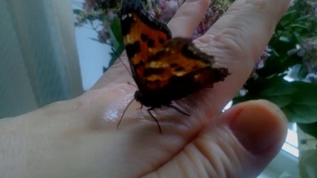 История про бабочку смотреть онлайн