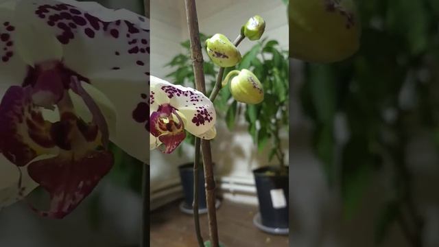 Орхидея, как распускается орхидея. смотреть онлайн