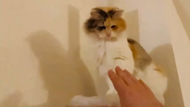 Angry hairy pussy смотреть онлайн