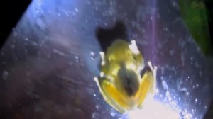 Стеклянная лягушка, животные Южной Америки, стеклянная лягушка интересные факты