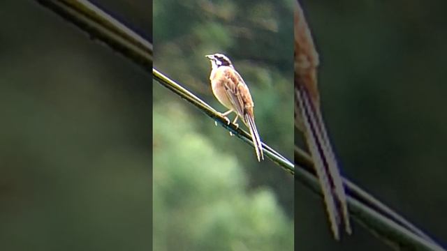 Овсянка красноухая поет. #birdlover #birdwatching #birds #bird #birdsong #birdsounds #birdlife