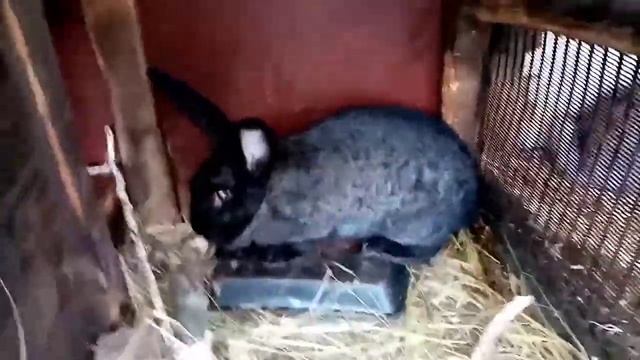 Мои Беспородные кролики.И инбридинг. смотреть онлайн