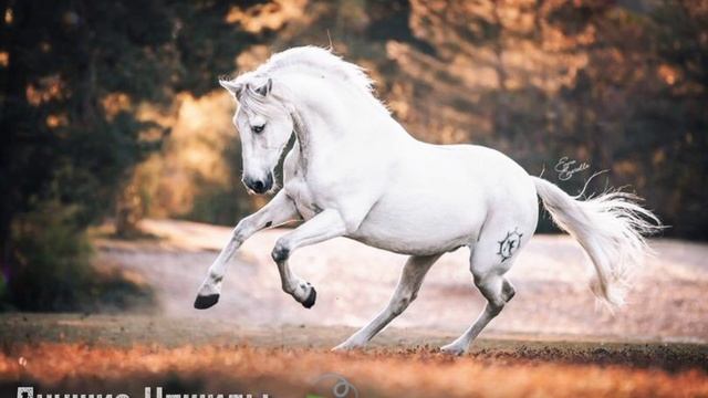 Очень Мощный Нашид...??️