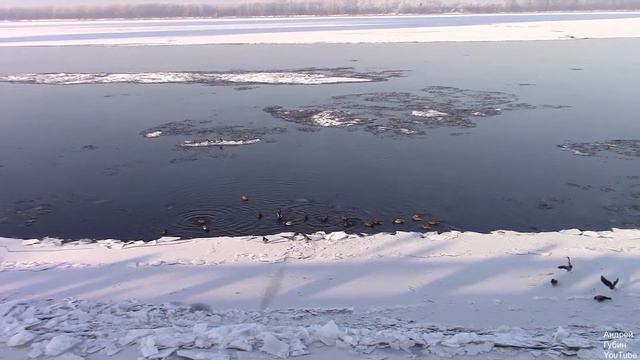 Самара. Утки на замерзающей Волге (05.12.2020) смотреть онлайн