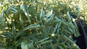 Томат Штамбовый король. 2021 Томаты в открытом грунте.