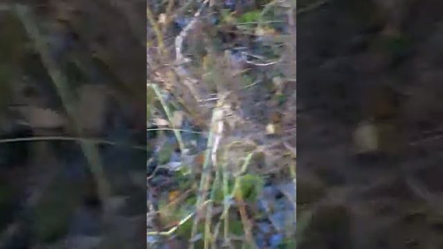 Заход во мшинское болото(2) смотреть онлайн