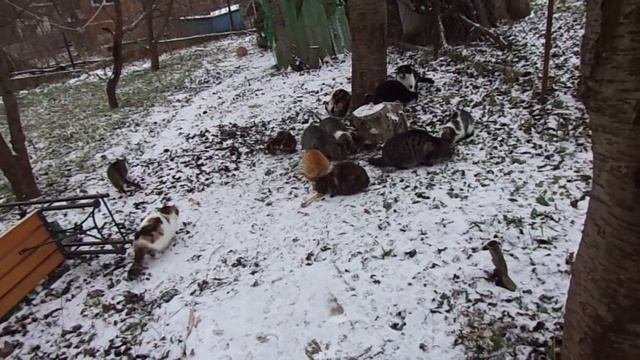 Первый приезд на дачу в новом году. Кормлю кошечек. Замерзшее озеро. смотреть онлайн