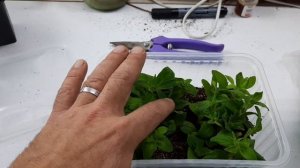 Лучший способ черенкования ПЕТУНИИ !