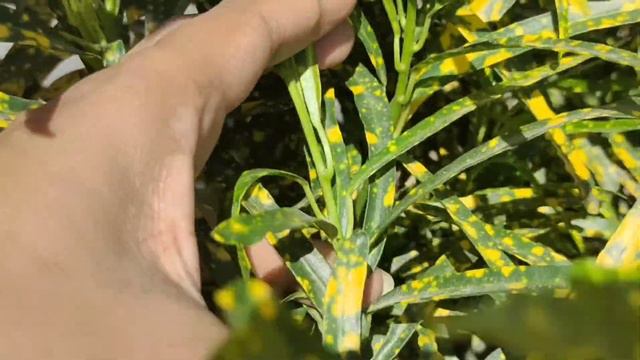 How to grow and care croton plant || Best variety of croton for outdoor || Gold dust croton (thin)| смотреть онлайн