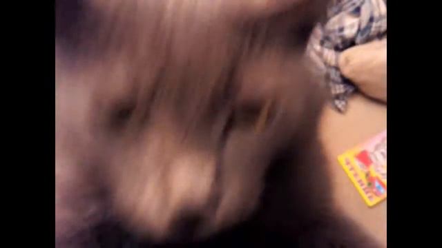 добрый котяра