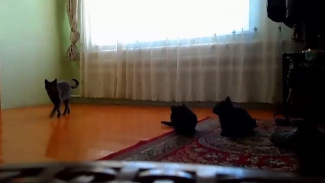 Funny cat games (Забавные кошки игры) смотреть онлайн