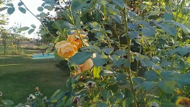 Севастополь. Балаклава. Прогулка по очень уютному парку около винзавода "Золотая Балка". 09.09.2021 смотреть онлайн