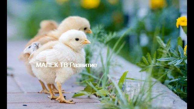 А.БАРТО КТО КАК КРИЧИТ - ЛУЧШИЕ СТИХИ ДЕТЯМ смотреть онлайн