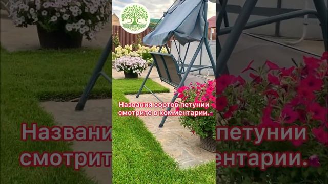 ЛАНДШАФТНЫЙ ДИЗАЙН УЧАСТКА. ПЕТУНИИ, ГОРТЕНЗИИ, РУЛОННЫЙ ГАЗОН.