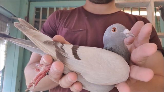 Similar Pigeon Colours